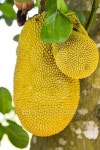 jackfruit on the tree 이미지 (465065930) - 게티이미지뱅크 jackfruit on the tree