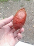 Salak 이미지 (490942572) - 게티이미지뱅크 Salak