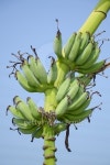 close up green banana 이미지 (495493396) - 게티이미지뱅크 close up green banana