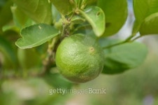 fresh lime tree 이미지 (490988192) - 게티이미지뱅크 fresh lime tree