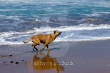 THE DOG 이미지 (496308236) - 게티이미지뱅크 THE DOG