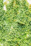 he Creeper Plant on the White Wall 이미지 (467413714) - 게티이미지뱅크 he Creeper Plant on the White Wall