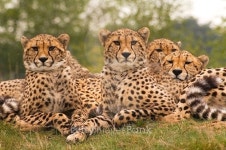 Cheetah (Acinonyx jubatus jubatus) 이미지 (480457722) - 게티이미지뱅크 Cheetah (Acinonyx jubatus jubatus)