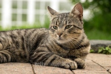 Tabby cat 이미지 (483739352) - 게티이미지뱅크 Tabby cat