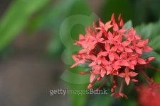 Red spike 이미지 (477796150) - 게티이미지뱅크 Red spike