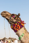 Decorated Camel, India 이미지 (474894558) - 게티이미지뱅크 Decorated Camel, India