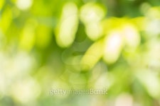 Defocus of  Nature bokeh, blurred background 이미지 (469654372) - 게티이미지뱅크 Defocus of  Nature bokeh, blurred background