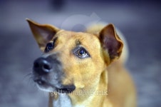 Nice hungry dog - looking for food/owner (Selective focus) 이미지 (485305854) - 게티이미지뱅크 Nice hungry dog - looking for... 