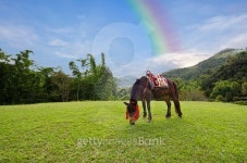 Horse with grass, mountain and rainbow sky 이미지 (499095442) - 게티이미지뱅크 Horse with grass, mountain and rainbow sky