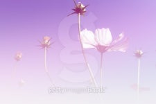 cosmos flower meadow with blue sky 이미지 (502576042) - 게티이미지뱅크 cosmos flower meadow with blue sky