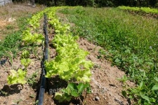 워터그래프 유한회사(Watergraph LLC.) | vegetable plot and water dripper system 이미지 (498607848) - 게티이미지뱅크 vegetable plot and water dripper system