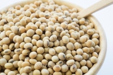 soy soybean closeup vegetable nutrition soya concept 이미지 (481038756) - 게티이미지뱅크 soy soybean closeup vegetable... 