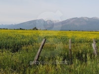 Yellow valley field. 이미지 (492851172) - 게티이미지뱅크 Yellow valley field.