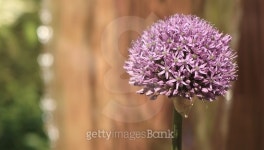 allium bloom 이미지 (474958992) - 게티이미지뱅크 allium bloom