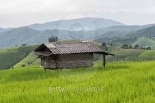 Green Terraced Rice Field in Pa bong Pieng , 이미지 (491359320) - 게티이미지뱅크 Green Terraced Rice Field in Pa bong Pieng ,