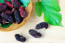 Group of ripe mulberries in wicker basket. 이미지 (500043304) - 게티이미지뱅크 Group of ripe mulberries in wicker basket.