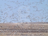 Spring Migration of Birds at Freeze Out Wildlife Preserve 이미지 (485609900) - 게티이미지뱅크 Spring Migration of Birds at... 