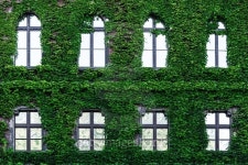 Green creeper plant on the brick wall 이미지 (481177282) - 게티이미지뱅크 Green creeper plant on the brick wall
