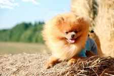 Portrait of cute pomeranian dog. Autumn dog 이미지 (493647878) - 게티이미지뱅크 Portrait of cute pomeranian dog. Autumn dog