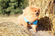 Portrait of cute pomeranian dog. Autumn dog 이미지 (493647908) - 게티이미지뱅크 Portrait of cute pomeranian dog. Autumn dog