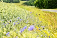 cornflower 이미지 (488762868) - 게티이미지뱅크 cornflower