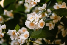 Beautiful jasmine flower in the park. Bright summer. 이미지 (495479628) - 게티이미지뱅크 Beautiful jasmine flower in the... 