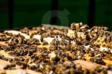 bees on honeycells 이미지 (500019758) - 게티이미지뱅크 bees on honeycells