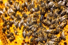 bees on honeycells 이미지 (500019838) - 게티이미지뱅크 bees on honeycells