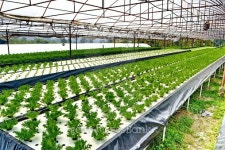 House of vegetable without soil 이미지 (466209096) - 게티이미지뱅크 House of vegetable without soil