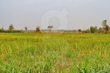 cane fields, 이미지 (465713378) - 게티이미지뱅크 cane fields,