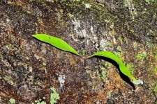 ferns growing on a rocky ledge 이미지 (473765794) - 게티이미지뱅크 ferns growing on a rocky ledge