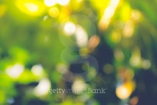 abstract natural blur background, defocused leaves, bokeh 이미지 (497186920) - 게티이미지뱅크 abstract natural blur... 
