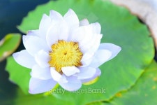 lotus 이미지 (475388598) - 게티이미지뱅크 lotus