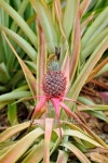 Pineapple tropical fruit growing 이미지 (464662730) - 게티이미지뱅크 Pineapple tropical fruit growing