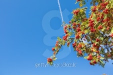 rowan tree 이미지 (491960598) - 게티이미지뱅크 rowan tree