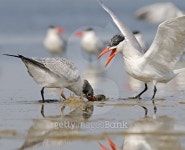 Adult Caspian Tern feeds baby bird 이미지 (491577446) - 게티이미지뱅크 Adult Caspian Tern feeds baby bird