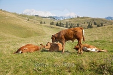 Velika planina, Slovenia 이미지 (501568270) - 게티이미지뱅크 Velika planina, Slovenia