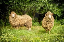 pair 이미지 (479551416) - 게티이미지뱅크 pair