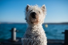 Dog on vacation 이미지 (473801502) - 게티이미지뱅크 Dog on vacation