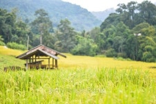 cornfield 이미지 (501571030) - 게티이미지뱅크 cornfield