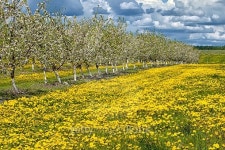 Blossoming apple orchard 이미지 (483712422) - 게티이미지뱅크 Blossoming apple orchard