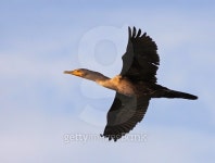 Double-crested Cormorant in Flight 이미지 (475815228) - 게티이미지뱅크 Double-crested Cormorant in Flight