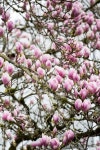 Magnolia flowers - Stock Image 이미지 (484252408) - 게티이미지뱅크 Magnolia flowers - Stock Image