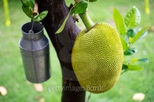 jackfruit on the tree 이미지 (475954606) - 게티이미지뱅크 jackfruit on the tree