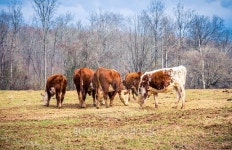 Cattle Farm 이미지 (500336996) - 게티이미지뱅크 Cattle Farm