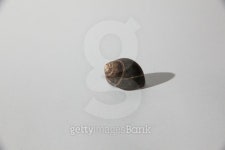 Shell 이미지 (474918086) - 게티이미지뱅크 Shell