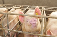 The farm pigs 이미지 (488663826) - 게티이미지뱅크 The farm pigs