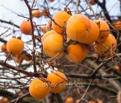 Apple persimmon on a tree branches 이미지 (502323566) - 게티이미지뱅크 Apple persimmon on a tree branches