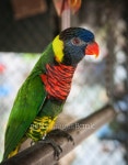 Portrait of a multi-colored parrot, Koh Samui, Thailand 이미지 (538778891) - 게티이미지뱅크 Portrait of a multi-colored... 