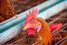 Eggs Chickens in the local farm 이미지 (502221114) - 게티이미지뱅크 Eggs Chickens in the local farm